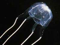 Irukandji jellyfish picture