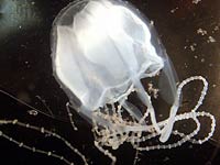 Irukandji jellyfish swimming