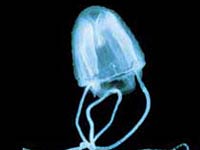 Irukandji jellyfish photo