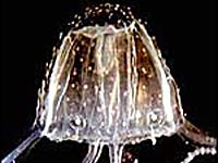 Irukandji jellyfish