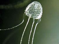 Irukandji jellyfish