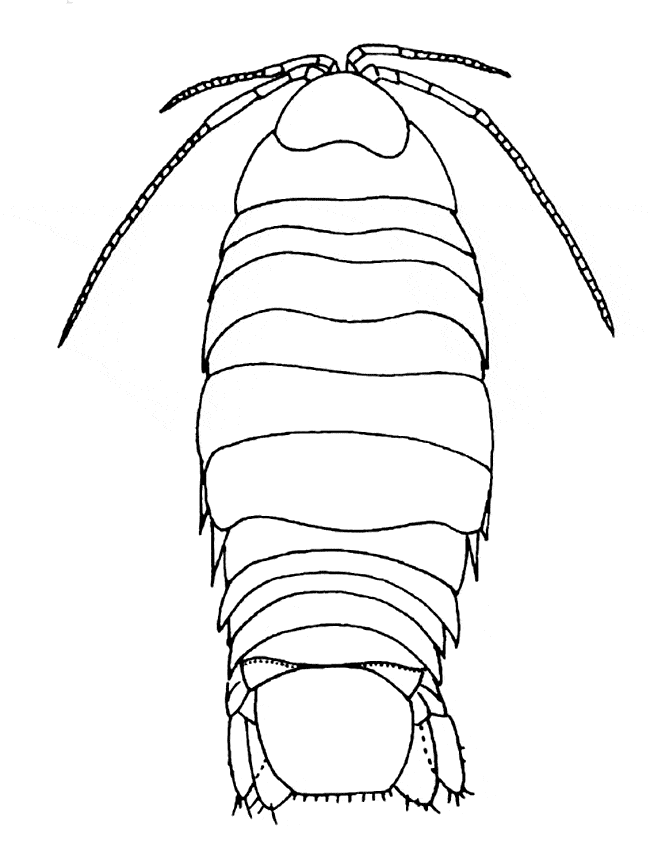 free Isopod coloring page