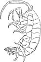 Isopod coloring page