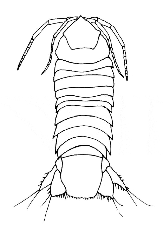 free Isopod coloring page