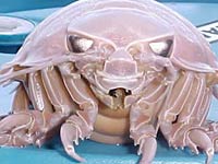 Isopod image