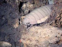 Isopod picture