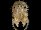 Isopod wallpaper