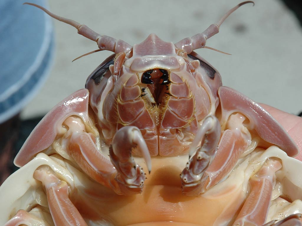 free Isopod wallpaper wallpapers and background