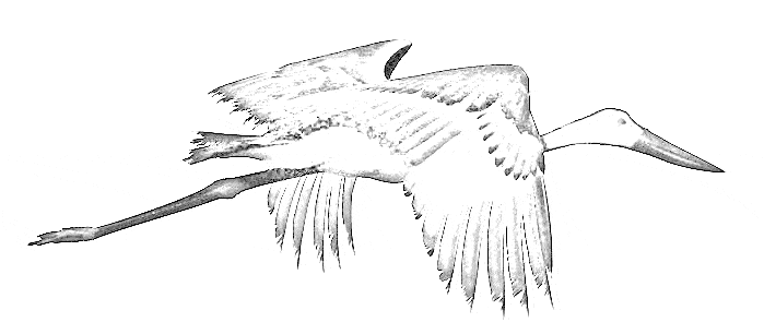 free Jabiru coloring page