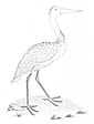 Jabiru coloring page