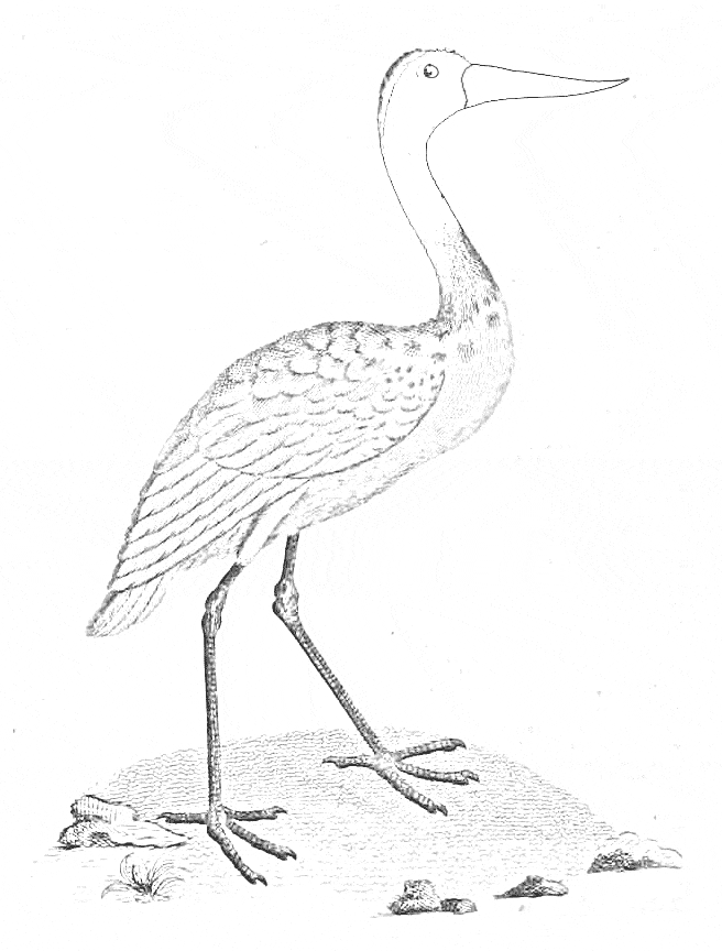 free Jabiru coloring page