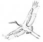 Jabiru coloring page