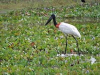 Jabiru image