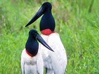 Jabiru image