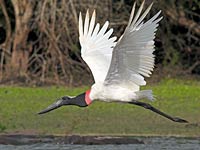 Jabiru flying