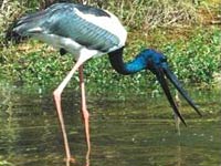 Jabiru image