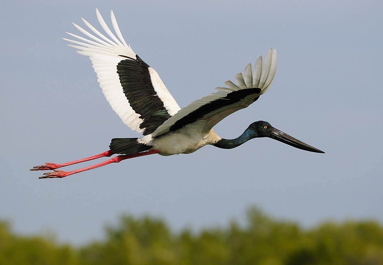 free Jabiru wallpaper wallpapers download