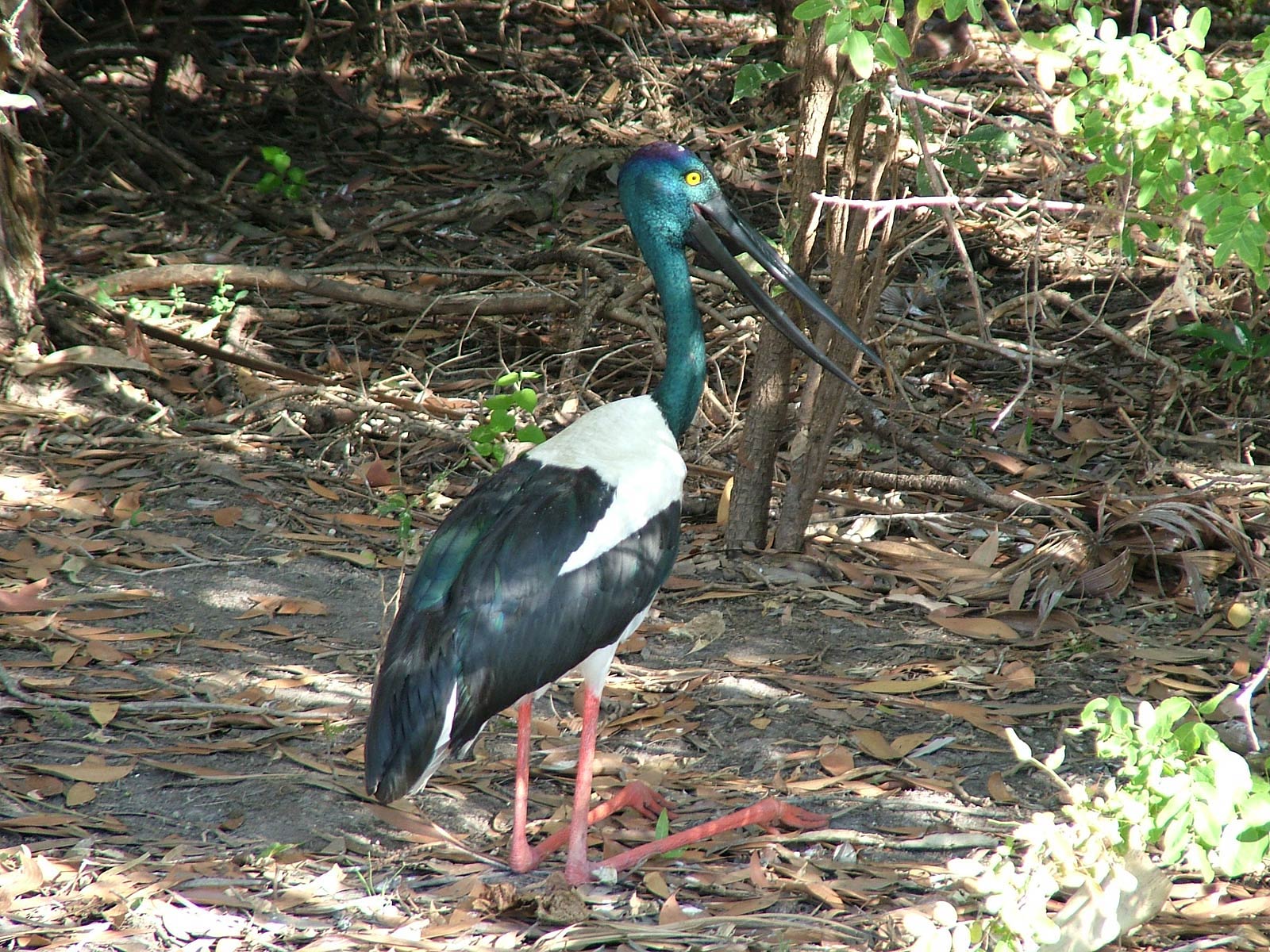 free Jabiru wallpaper wallpapers download