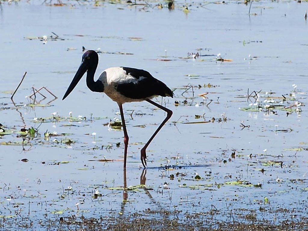 free Jabiru wallpaper wallpapers download