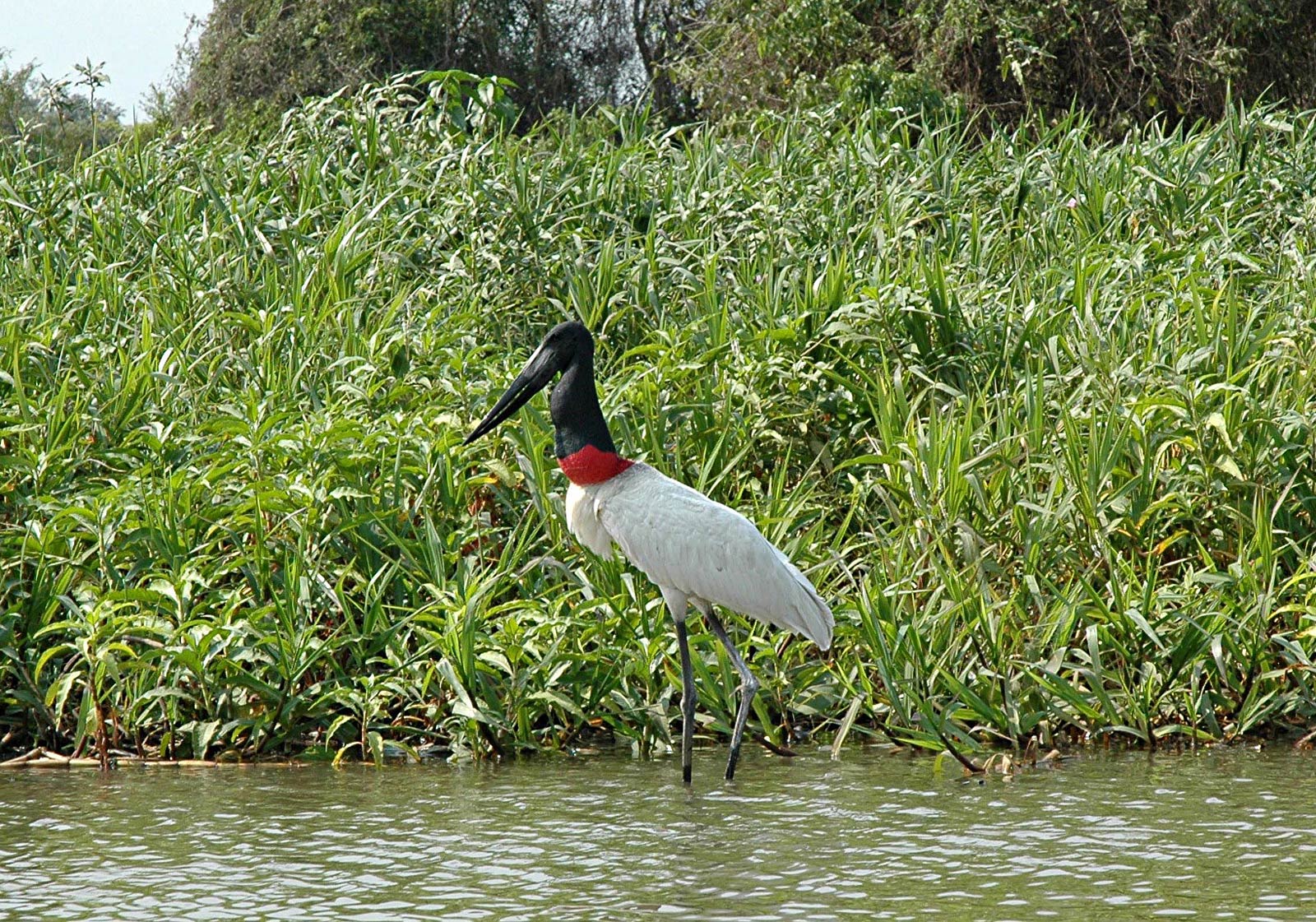 free Jabiru wallpaper wallpapers and background