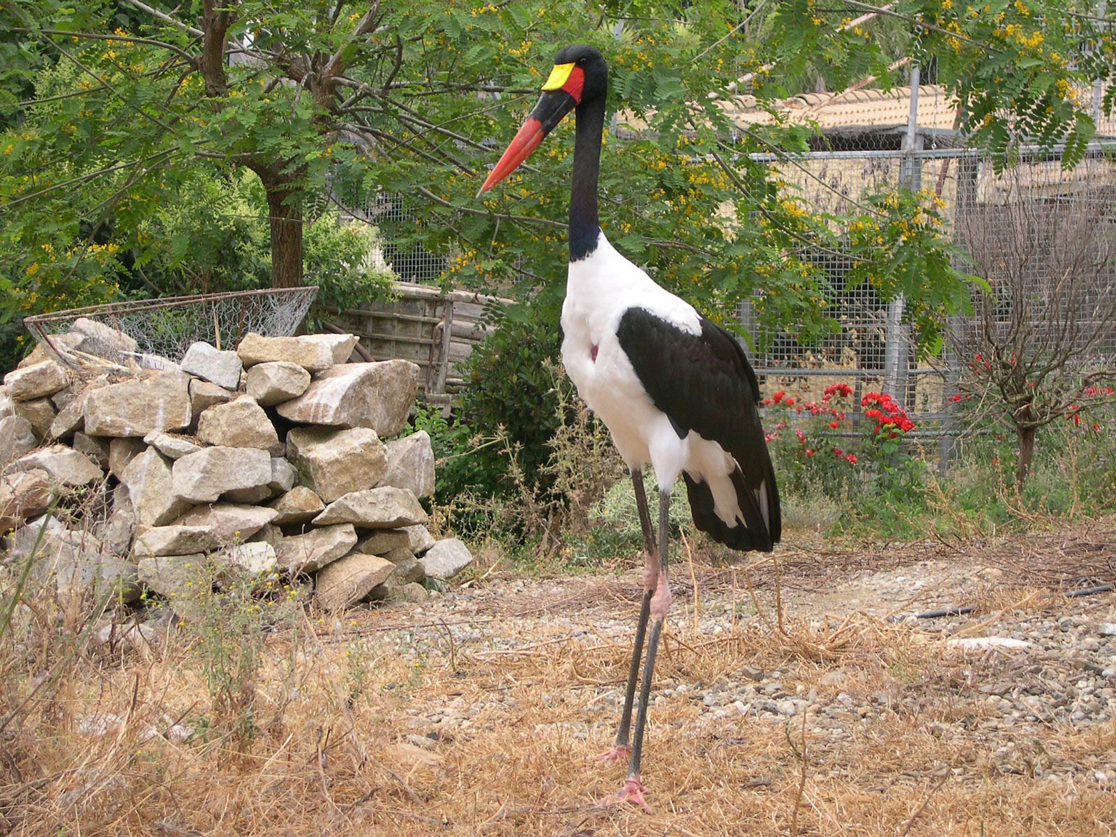 free Jabiru wallpaper wallpapers download