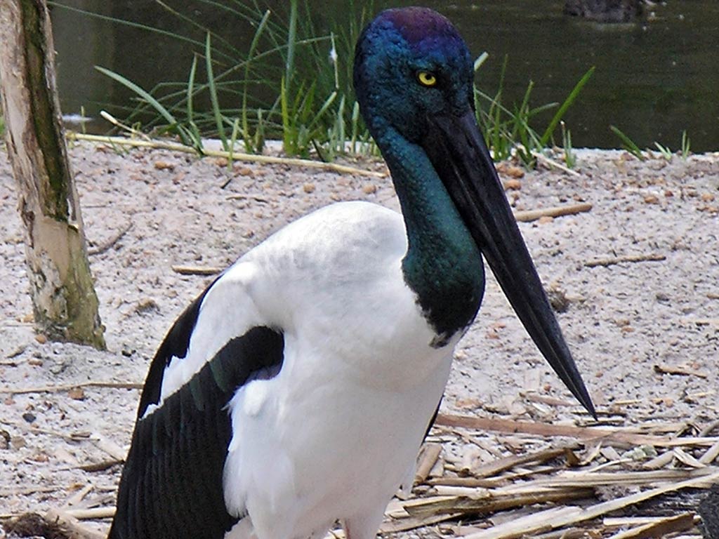 free Jabiru desktop wallpaper wallpapers Desktop and Mobile