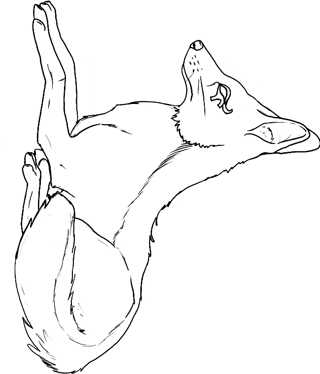 free Jackal coloring page