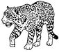 Jaguar coloring page