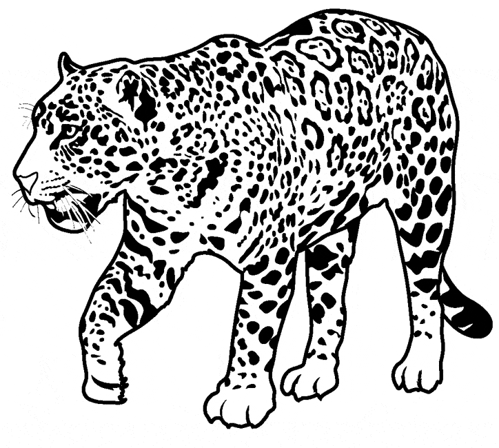 Jaguar coloring page - Animals Town - animals color sheet - Jaguar