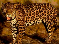 Jaguar picture