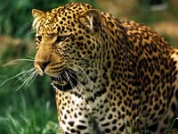 Jaguar image