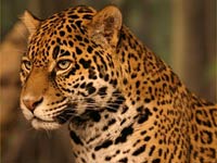 Jaguar image