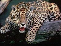 Jaguar image