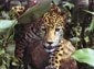 free jaguar wallpaper