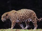 jaguar wallpapers