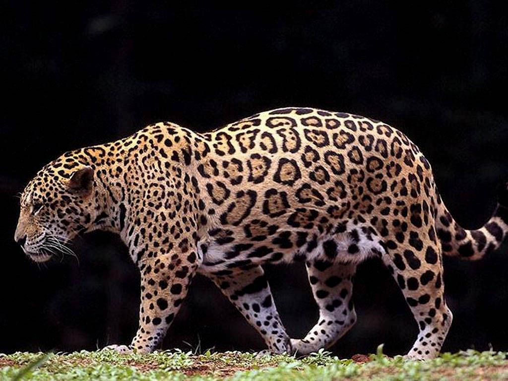 free Jaguar wallpaper wallpapers download