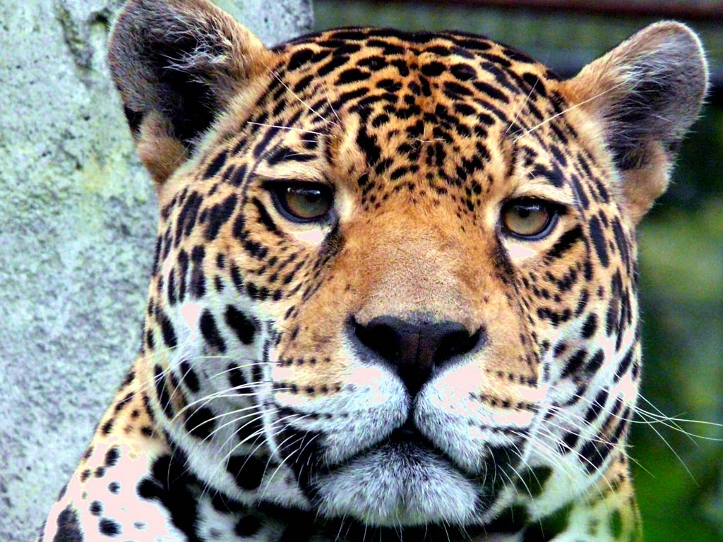 free Jaguar desktop wallpaper wallpapers Desktop and Mobile