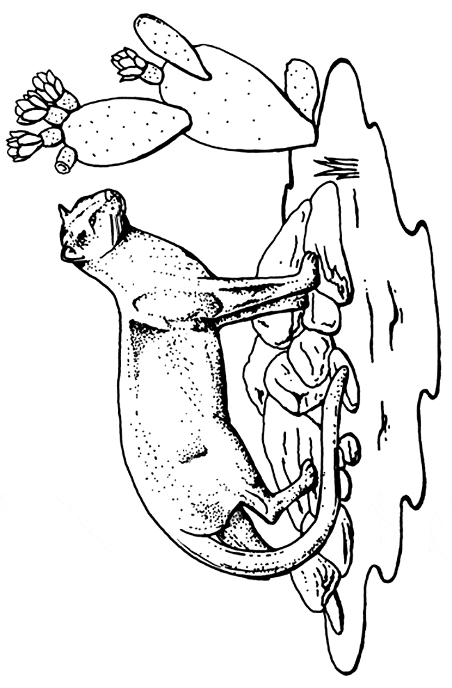 free Jaguarundi coloring page