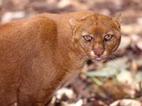 Jaguarundi image