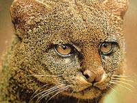 Jaguarundi image