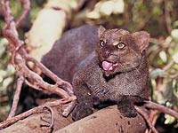 Jaguarundi image