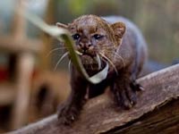 Jaguarundi image