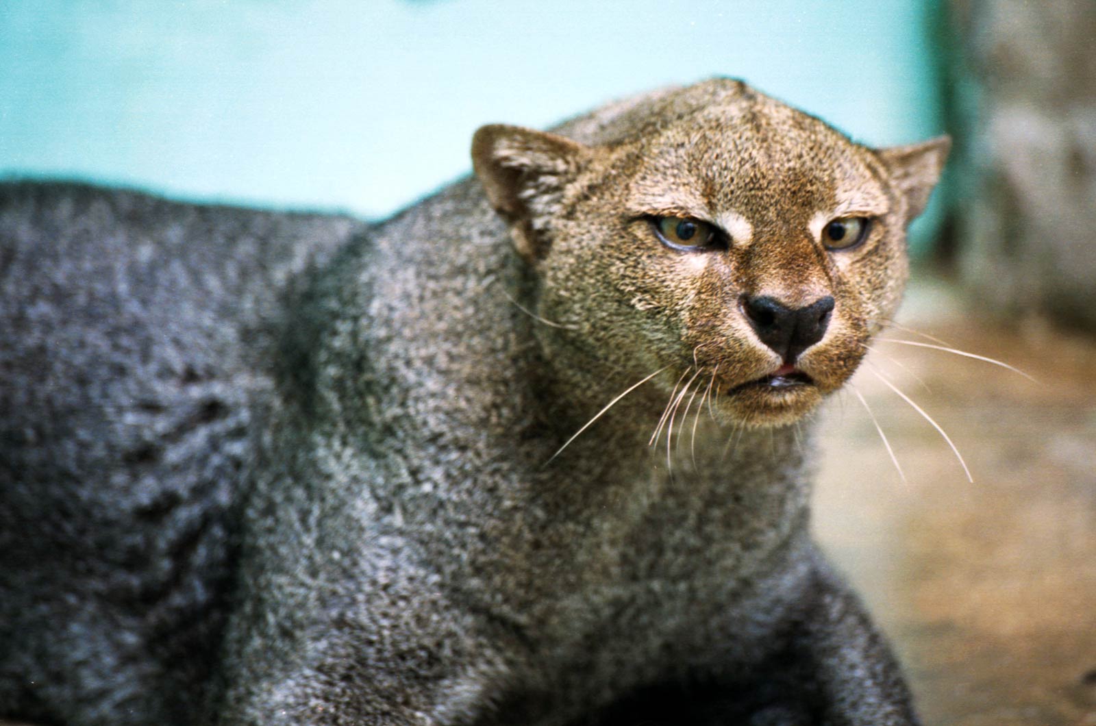 free Jaguarundi wallpaper wallpapers download