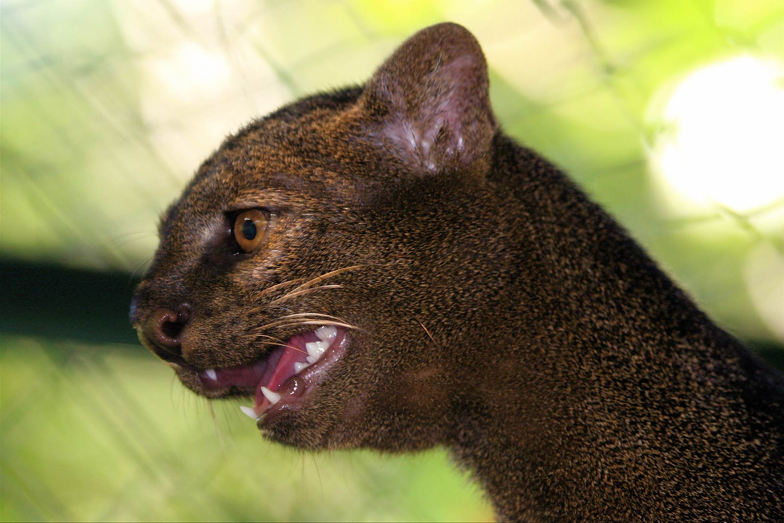 free Jaguarundi wallpaper wallpapers download