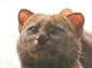 free jaguarundi wallpaper