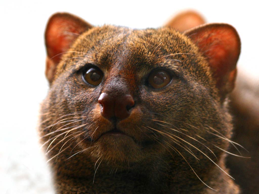 free Jaguarundi wallpaper wallpapers download