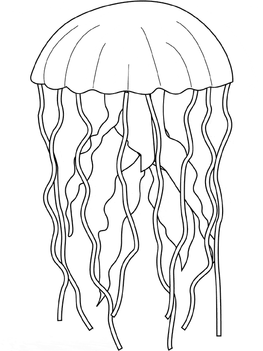 Jellyfish coloring - Free Animal coloring pages sheets Jellyfish