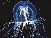Jellyfish picture