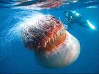 Jellyfish picture