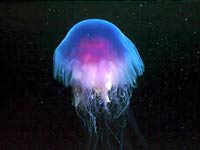 Jellyfish image